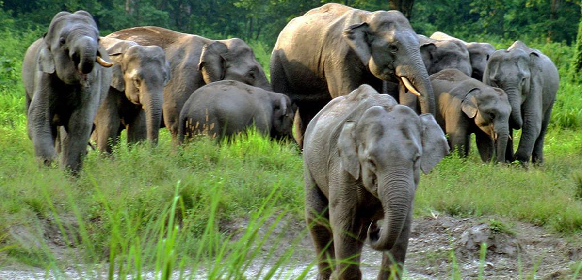 State Govt planning on sensor-based technology to curb elephant deaths