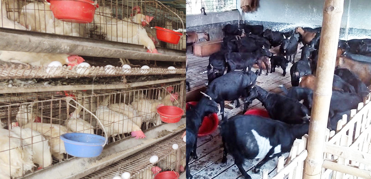 More poultry and meat sale opportunities by State Govt 