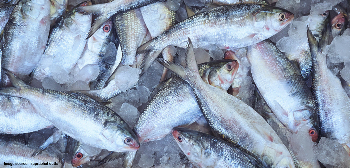 Bangla Govt to boost fish exports from the State